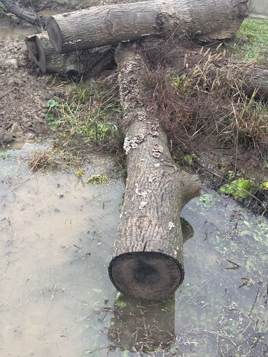 Trunchi de nuc 3 bucati