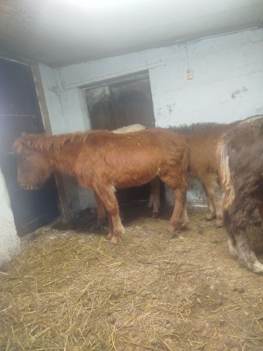 Продам жеребят .