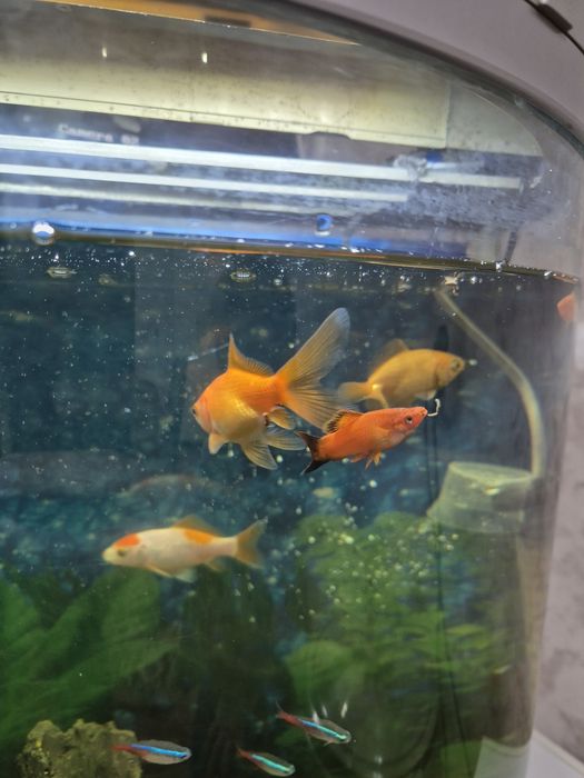 Меченосец самец ОБМЕН