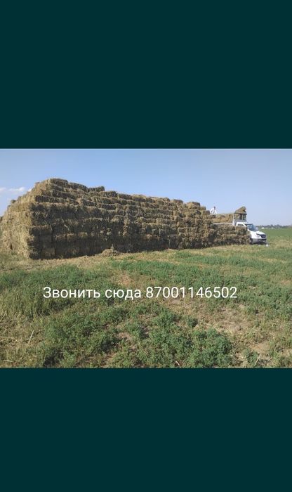 Продам сено люцерна(Клевер)