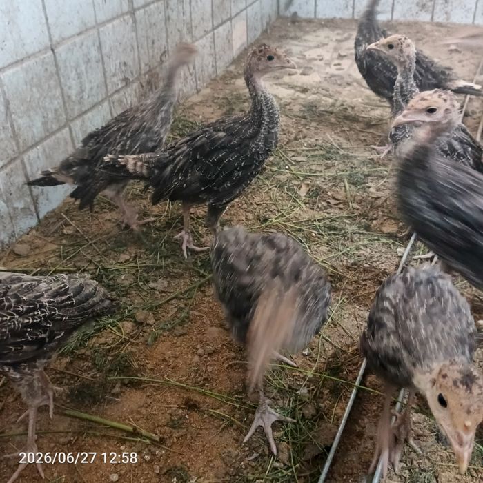 Kurka joʻjalari sotiladi