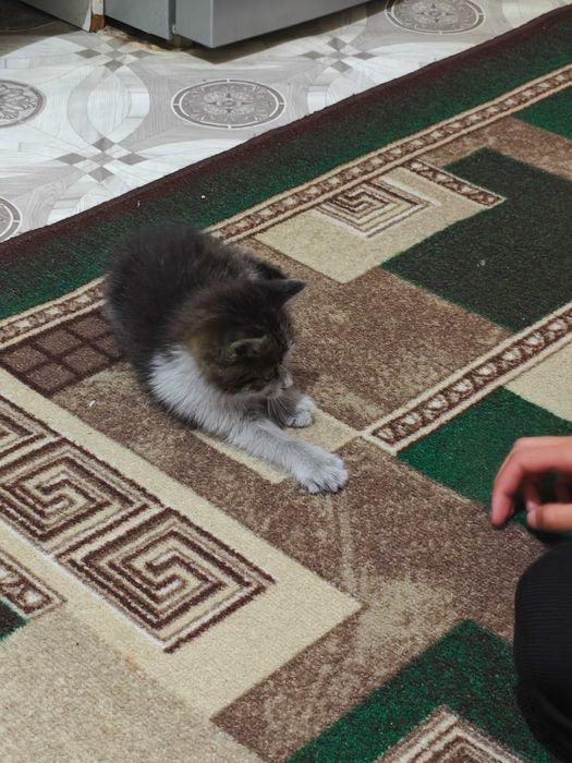 Котенок в хорошие руки