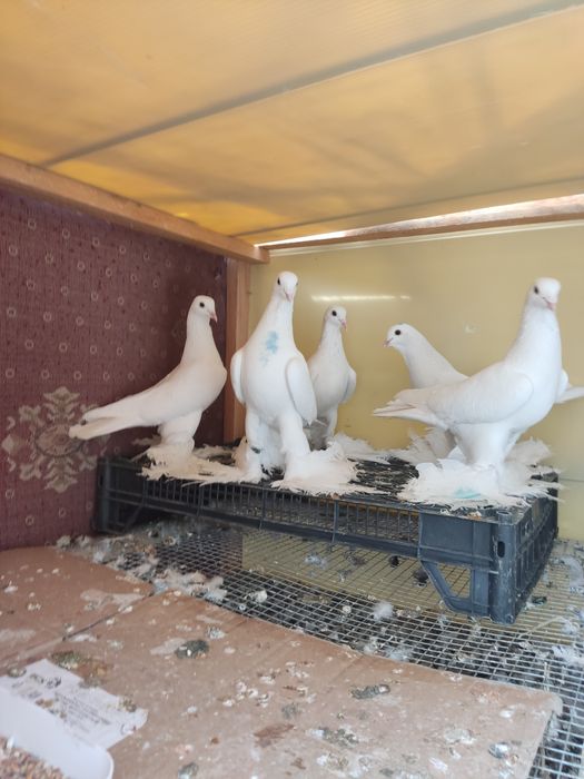 Продам голубей Тебриз