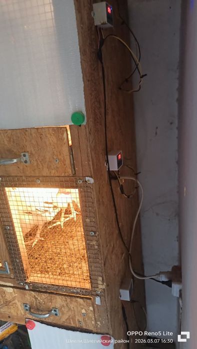 Брудер сатылады 40000 тг