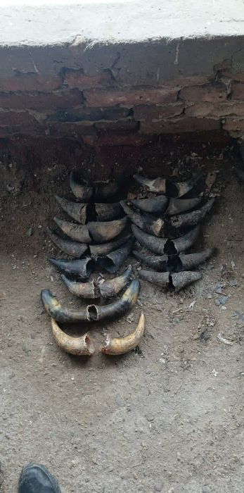 Кравешки рога ...