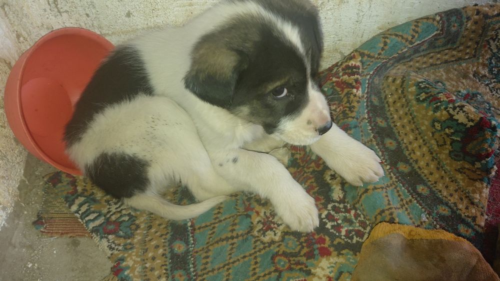 Щенки алабай кавказ