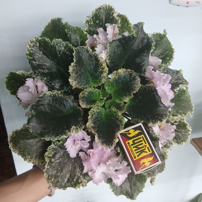 Разные продам фиалки