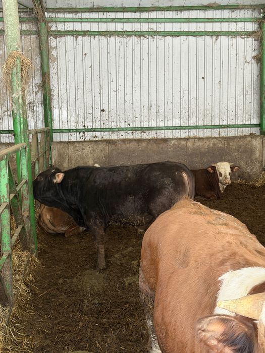 Vand tauri intre 280-400 kg