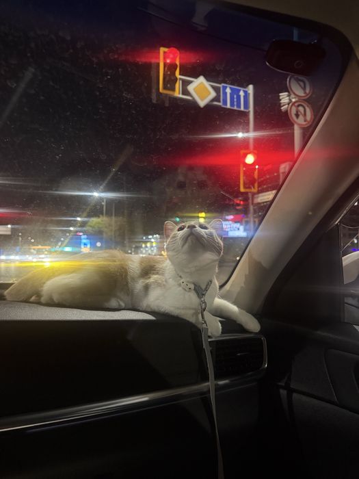 Отдаю кота в добрые руки