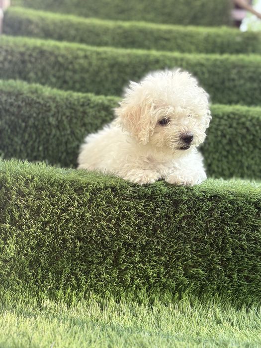 Maltipoo mini toy
