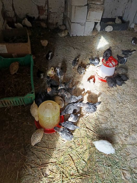 Pui de Australorp negru de 5-6 săptămâni