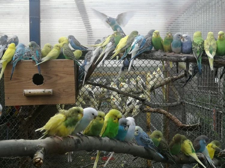 Волнистые попугай