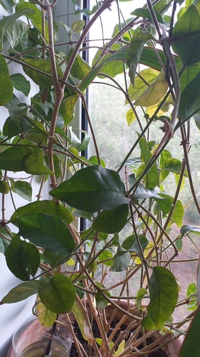 Комнатные цветы, торг уместен