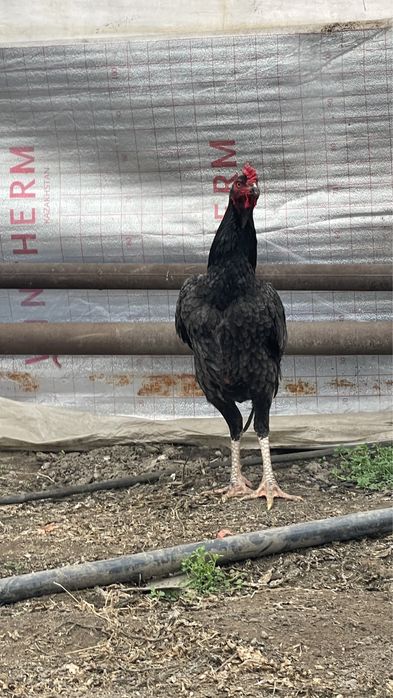 Дакана Шамо Кореец