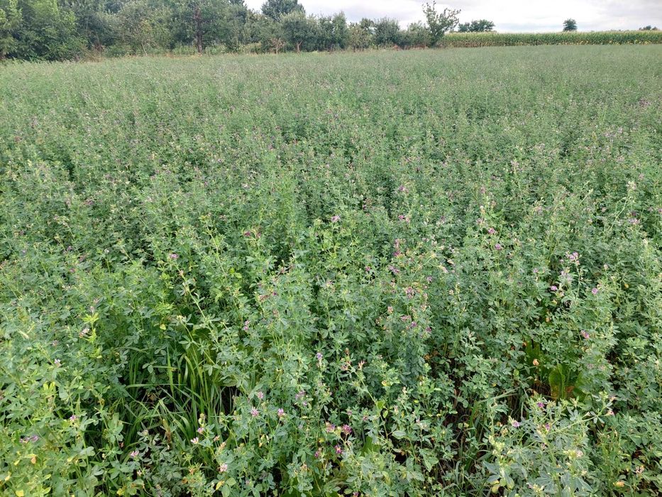 Vand  BALOTI LUCERNĂ /jud.Iasi