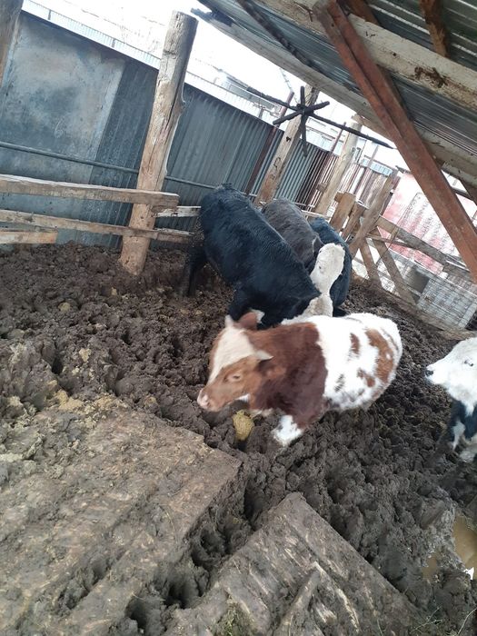 Пародный баспақ. Сиыр