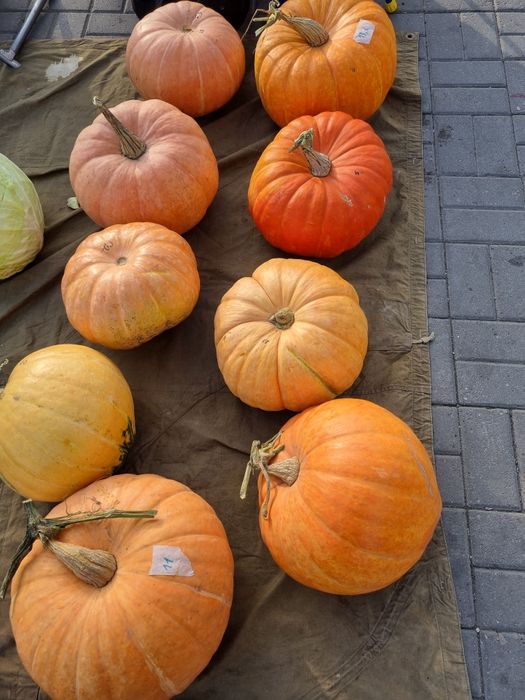 Продам дачные тыквы,