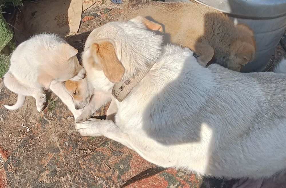 Щенки кабель даром