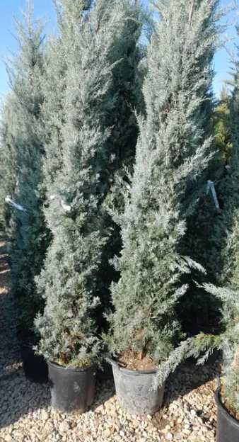 Leylandii Vesnic Verde pentru Exterior