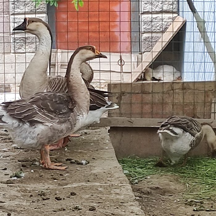 Продам гусей молодых прошлогодных