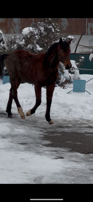 Тай жеребец лошадь айгыр