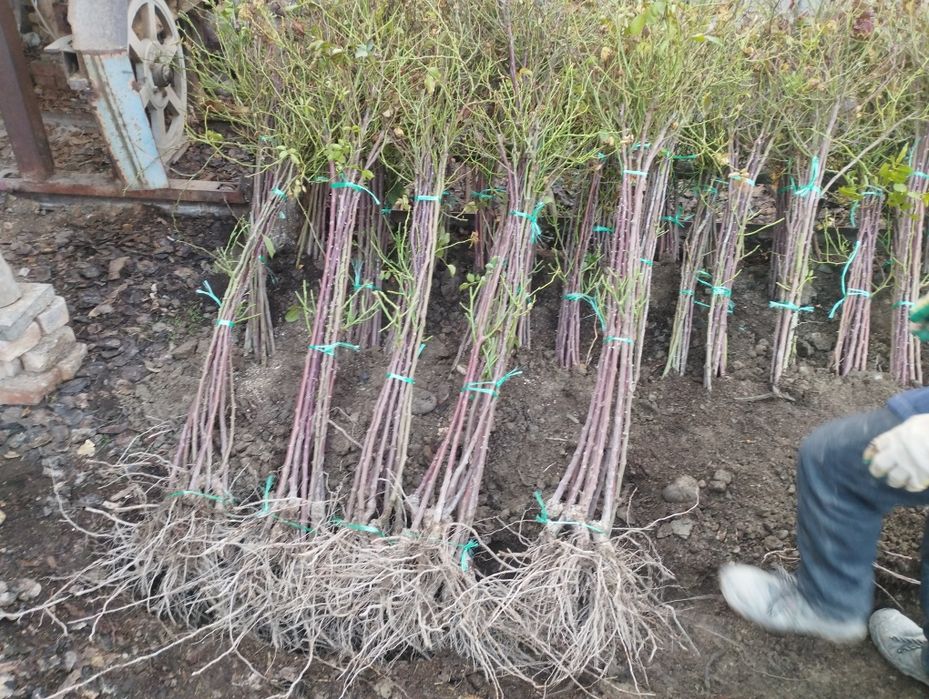 Штампвий гуллар сотилади