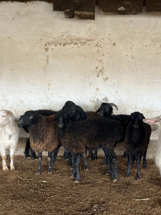 қошқарлар арзан бағада