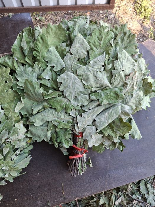 Продам дубовые веники