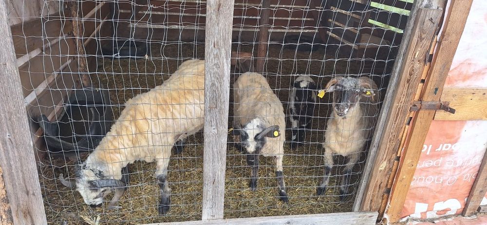 Oi de vanzare , 1 berbec, 2 mieluțe din care una are un miel.