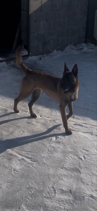 Ұрғашы малинуа сатылалы таза қанды