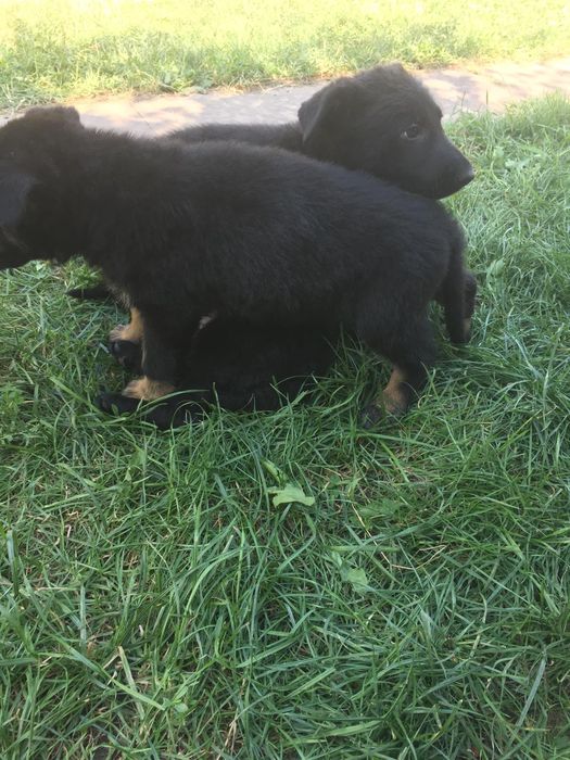 Dresaj canin și pui