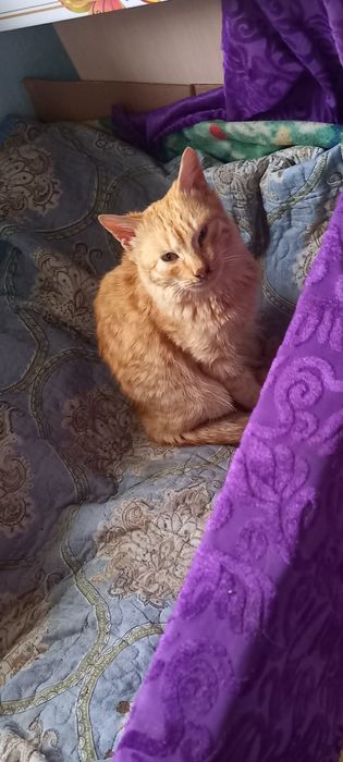 Кошки мышеловки отдаю