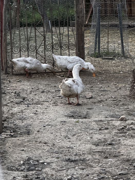 Rate de vinzare rasa Ungureasca