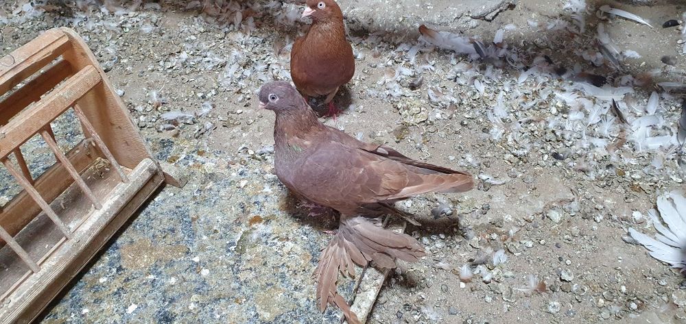 Голуби бойные разных мастей