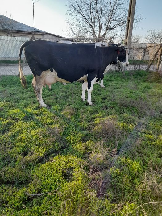Vând vaca cu lapte gestanta