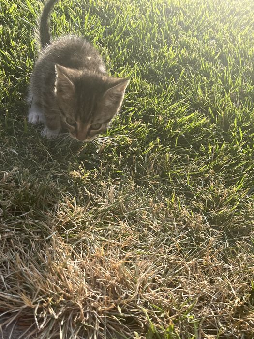 Dau spre adoptie pisici jucause 2 luni