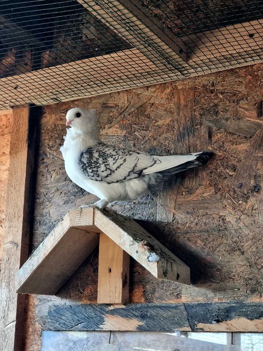 Porumbei misrlii papagali perusi nimfe agarponis turturele razatoare