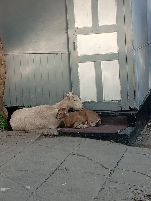 Продам Козу с козленком