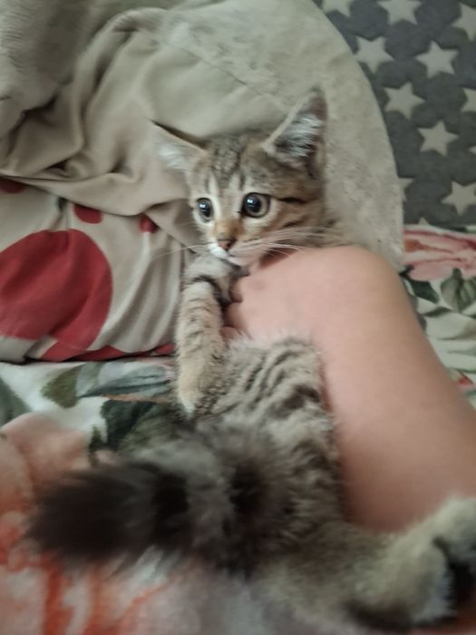Котенок 4 мессяца