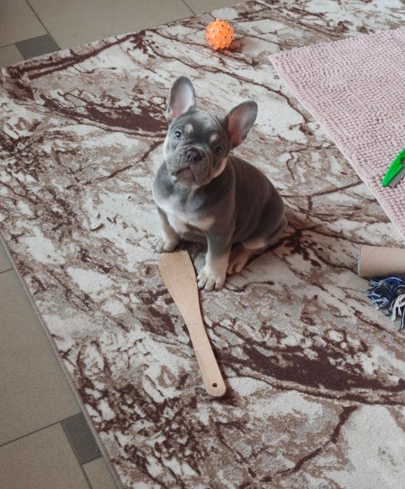 Френски булдог момче