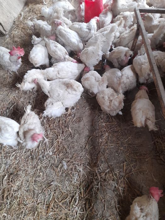 Ломан сендий товуклари сотилади