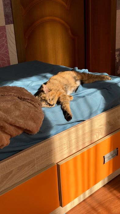 Пропала кошка! Кличка:Маша