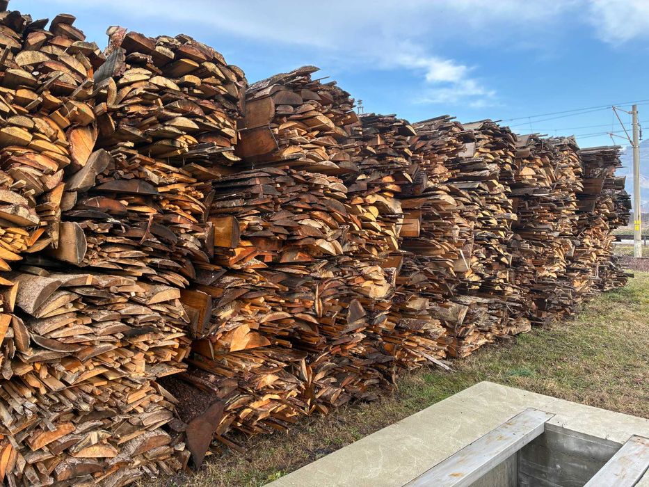 иглолистни изрезки