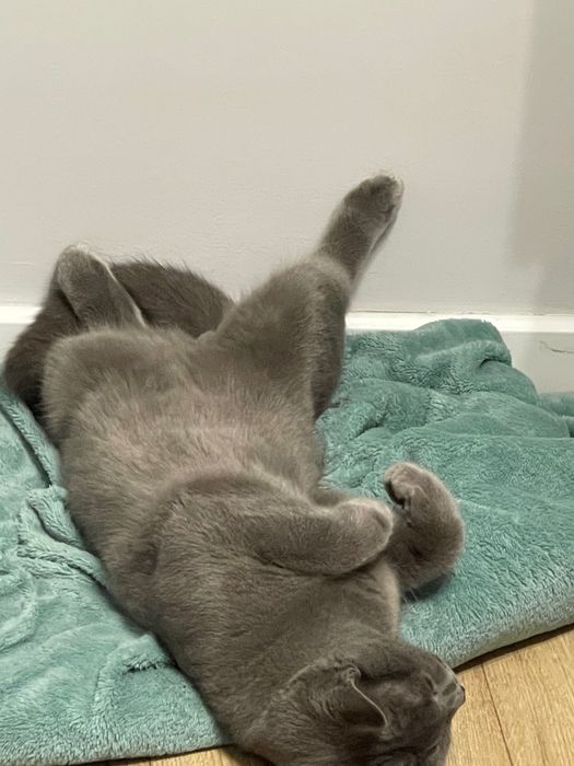 Кот британец для вяки