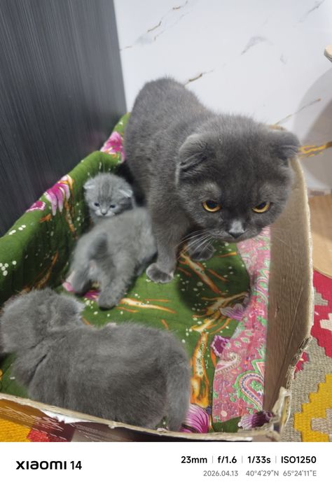 Scotish fold 2 haftalik