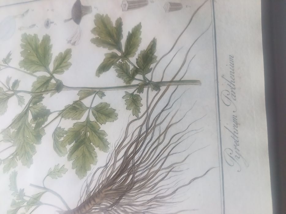 Vând dicționar plante medicinale în limba germană  din  anul 1829
