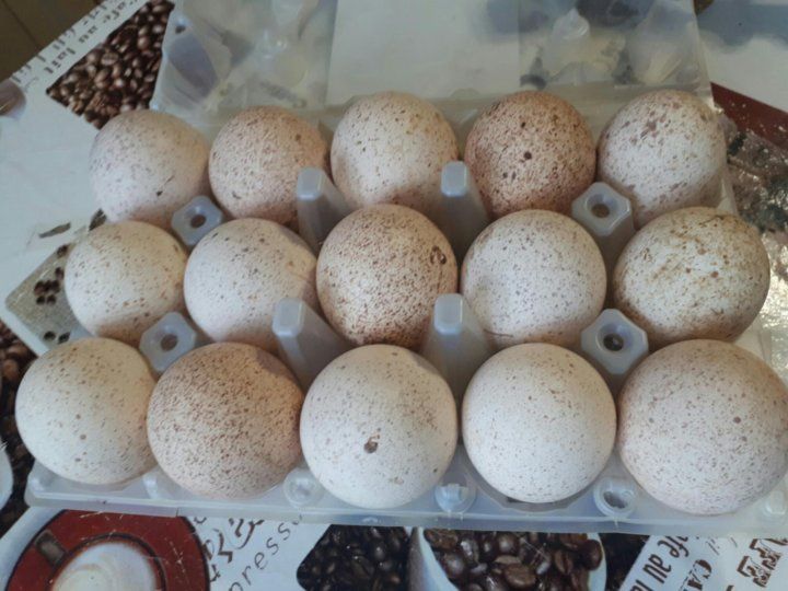 Индюшиные Бронза