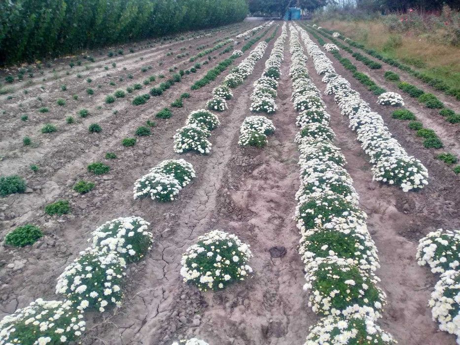 Декоратив кучатлар