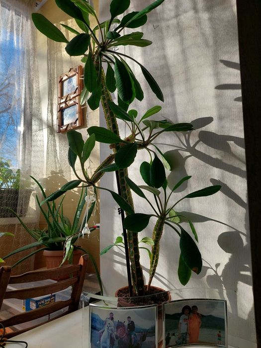 Продаю цветок Молочай