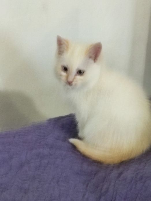 От мамы крысоловки